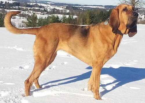 Bloodhound — a Hound (AKC) breed