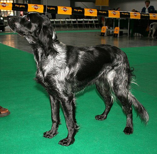Blue Picardy Spaniel — a Gun Dog / FCI Group 7 (pointing spaniel) breed