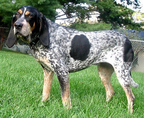 Bluetick Coonhound — a Hound (AKC); FCI Group 6 breed