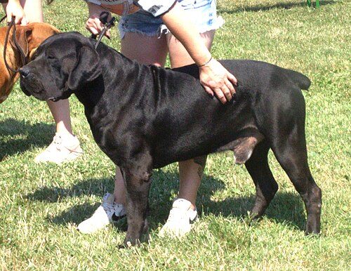 Boerboel — a Working (AKC) breed