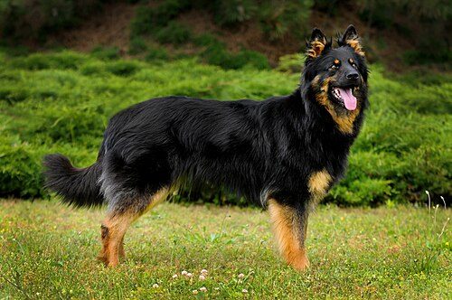 Bohemian Shepherd — a Herding; FCI Group 1 (national breed) breed