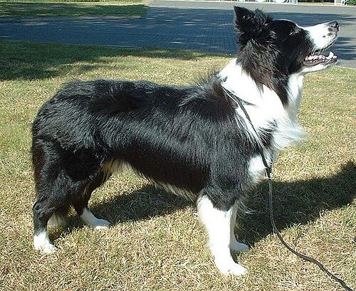 Border Collie — a Herding (AKC) breed
