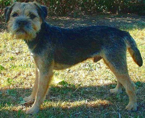 Border Terrier — a Terrier (AKC) breed