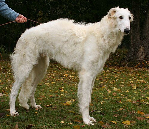 Borzoi — a Hound (AKC); Sighthound / FCI Group 10 breed