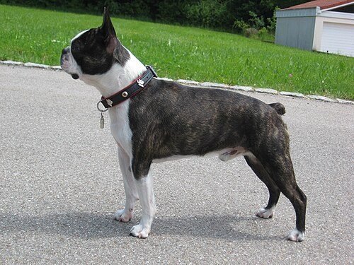 Boston Terrier — a Non-sporting (AKC) breed