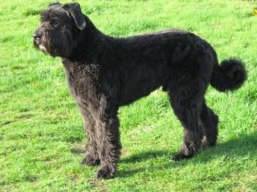 Bouvier des Flandres — a Herding (AKC) breed