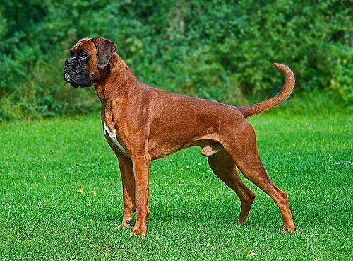 Boxer — a Working (AKC) breed