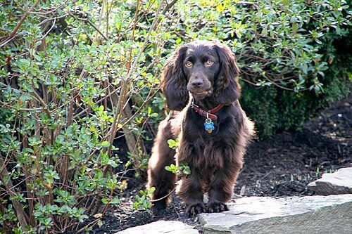 Boykin Spaniel — a Sporting (AKC); Gun Dog / flushing and retrieving spaniel breed