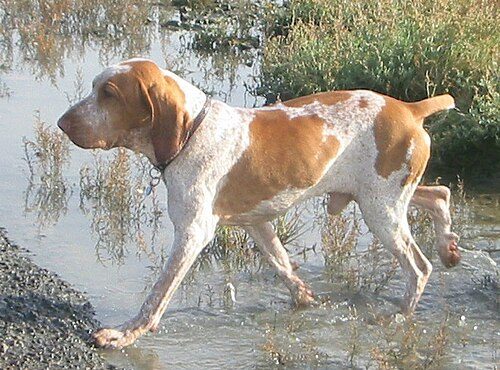 Bracco Italiano — a Sporting (AKC) breed