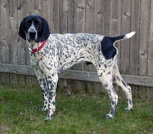 Braque d'Auvergne — a Gun Dog / FCI Group 7 (pointer) breed