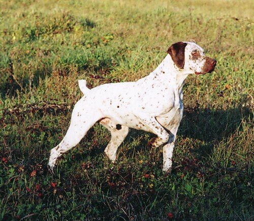 Braque du Bourbonnais — a Gun Dog / FCI Group 7 (pointer) breed