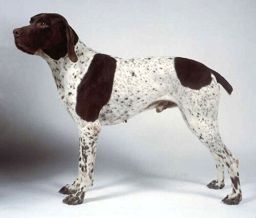 Braque Francais (Pyrenean type) — a Gun Dog / FCI Group 7 (pointer) breed