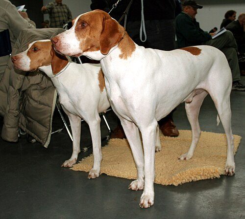 Braque Saint-Germain — a Gun Dog / FCI Group 7 (pointer) breed