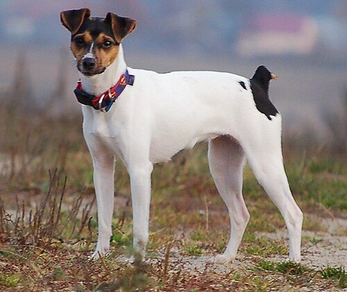 Brazilian Terrier (Terrier Brasileiro) — a Terrier / FCI Group 3 breed