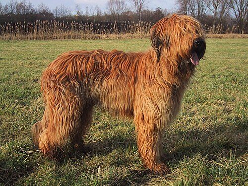 Briard — a Herding (AKC) breed