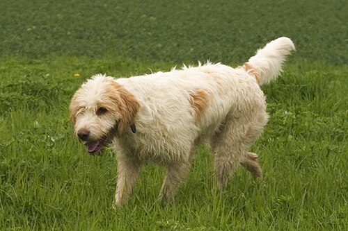 Briquet Griffon Vendeen — a Hound (rare); FCI Group 6 breed