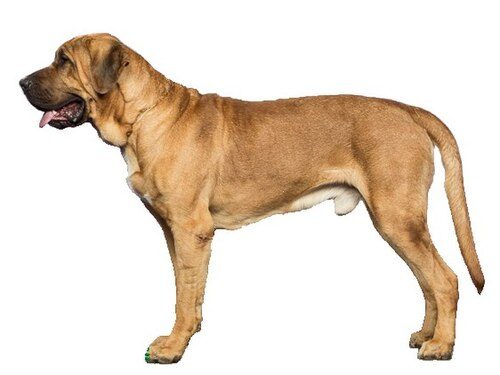 Broholmer — a FCI Group 2 breed