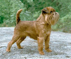 Brussels Griffon — a Toy (AKC) breed