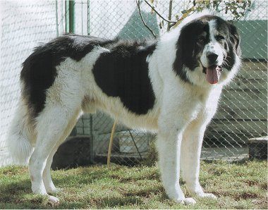 Bucovina Shepherd Dog — a FCI Group 2 breed