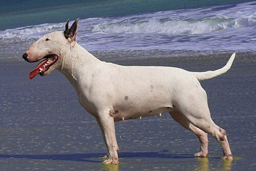 Bull Terrier — a Terrier (AKC) breed