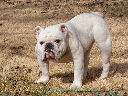 Bulldog (English) — a Non-sporting (AKC) breed