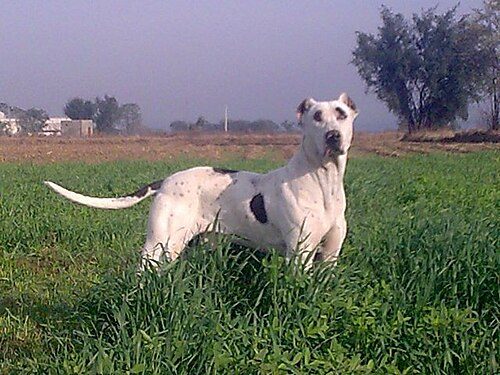 Bully Kutta (Indian Mastiff) — a Working / guardian; controversial breed