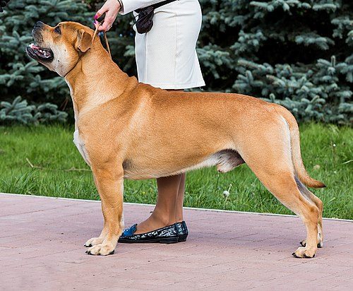 Ca de Bou (Perro de Presa Mallorquin) — a FCI Group 2 breed