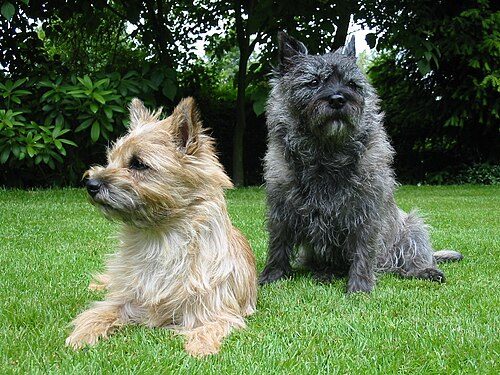 Cairn Terrier — a Terrier (AKC) breed
