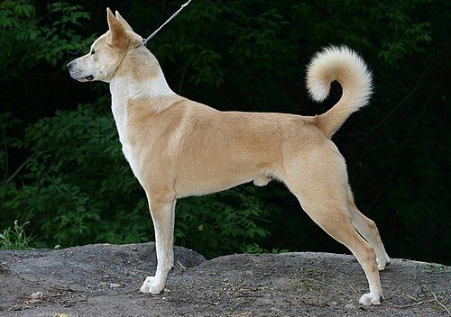 Canaan Dog — a Primitive/pariah spitz; FCI Group 5 breed