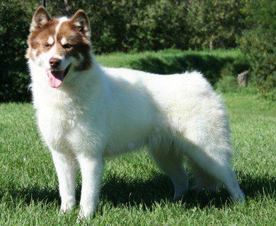 Canadian Eskimo Dog (Qimmiq) — a Working (UKC) breed