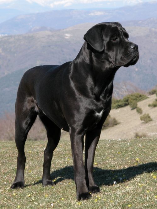 Cane Corso — a Working (AKC) breed