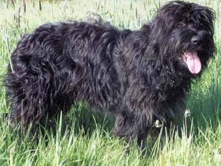 Cao da Serra de Aires — a Herding; FCI Group 1 breed