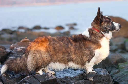 Cardigan Welsh Corgi — a Herding (AKC) breed
