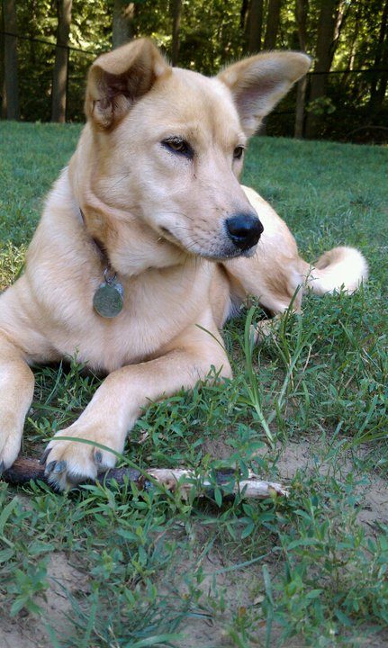 Carolina Dog — a Primitive/pariah spitz; FCI Group 5 type breed