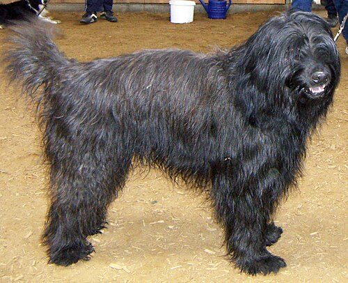 Catalan Sheepdog — a Herding; FCI Group 1 breed