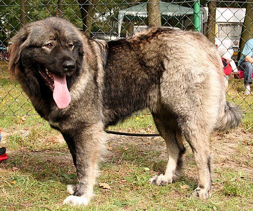Caucasian Shepherd Dog — a FCI Group 2 breed