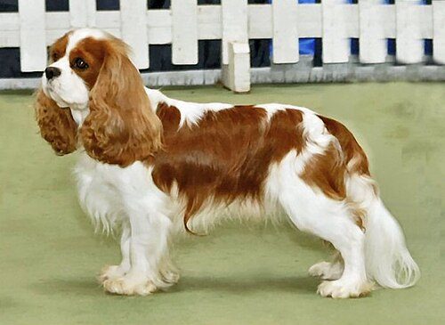 Cavalier King Charles Spaniel — a Toy (AKC) breed