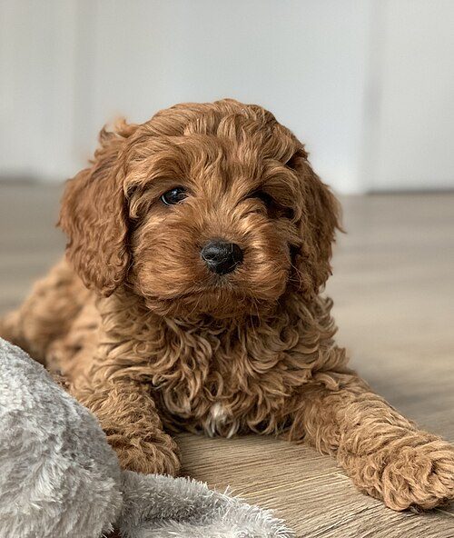 Cavapoo — a Designer cross (Cavalier King Charles Spaniel x Poodle) breed