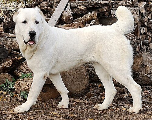Central Asian Shepherd (Alabai) — a Working (AKC, FCI) breed