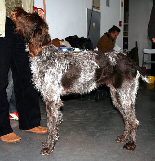Cesky Fousek — a Gun Dog / FCI Group 7 (wire-haired pointer) breed