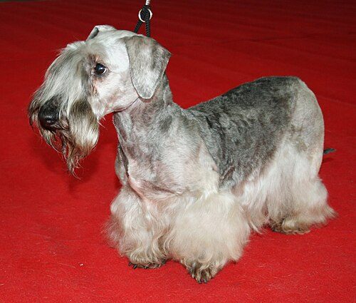 Cesky Terrier — a Terrier (AKC); FCI Group 3 breed