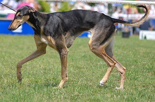 Chart Polski (Polish Greyhound) — a Sighthound / FCI Group 10 breed