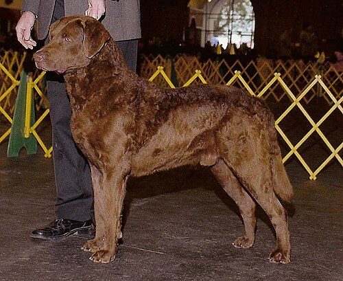 Chesapeake Bay Retriever — a Sporting (AKC) breed