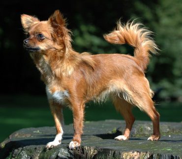Chihuahua — a Toy (AKC) breed