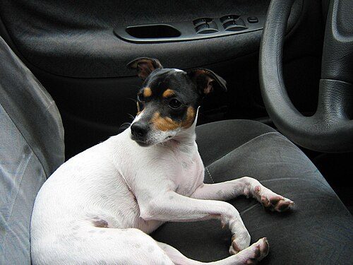 Chilean Terrier (Fox Terrier Chileno) — a Terrier (ratonero) / landrace breed