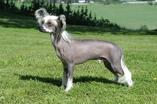 Chinese Crested — a Toy (AKC) breed