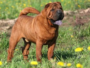 Chinese Shar-Pei — a Non-Sporting (AKC) breed