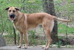Chinook — a Sled dog; UKC/AKC breed