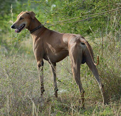 Chippiparai — a Sighthound; KCI-recognised breed