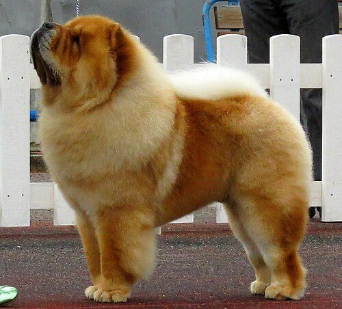 Chow Chow — a Non-sporting (AKC) breed